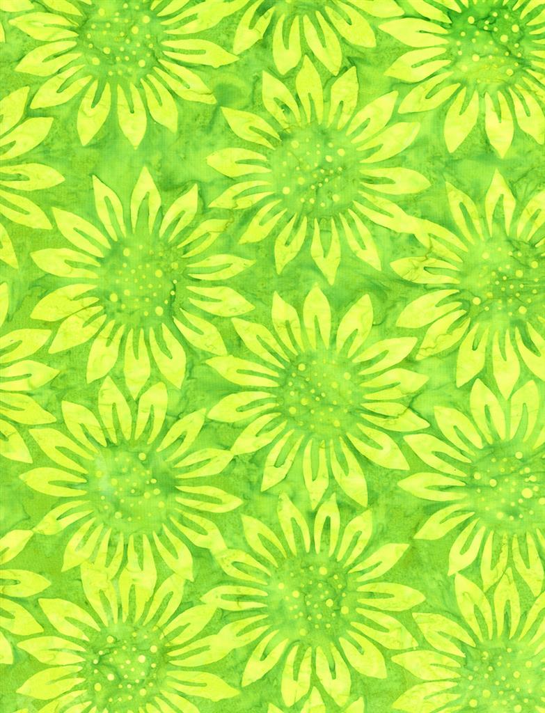 Large Sunflower - gras