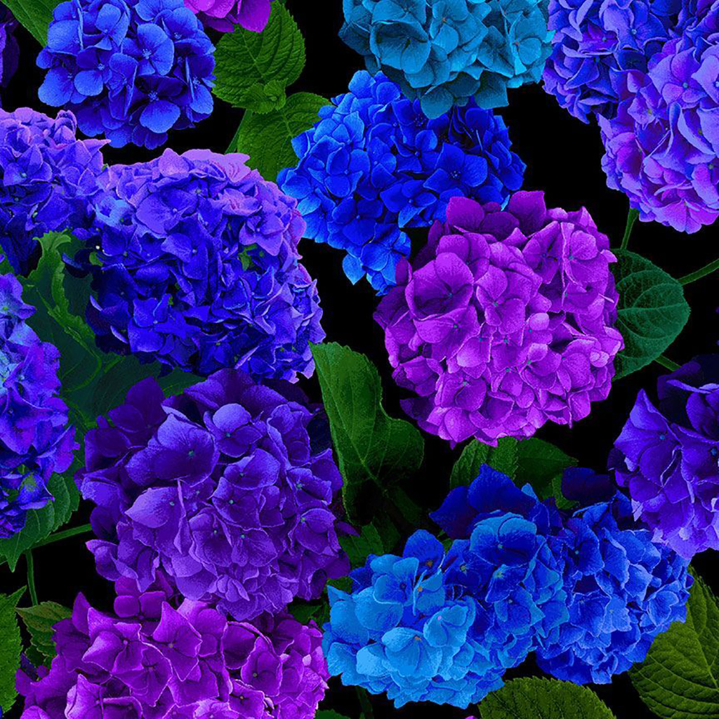 Hydrangea - Flora - black