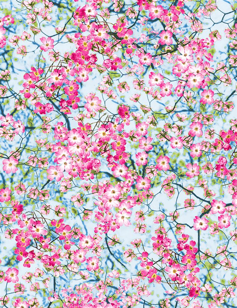 Cherry Blossoms - Flowery Spring - sky